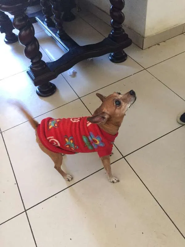 Cachorro ra a Pinscher idade 6 ou mais anos nome Cherry