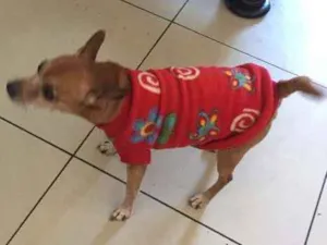 Cachorro raça Pinscher idade 6 ou mais anos nome Cherry