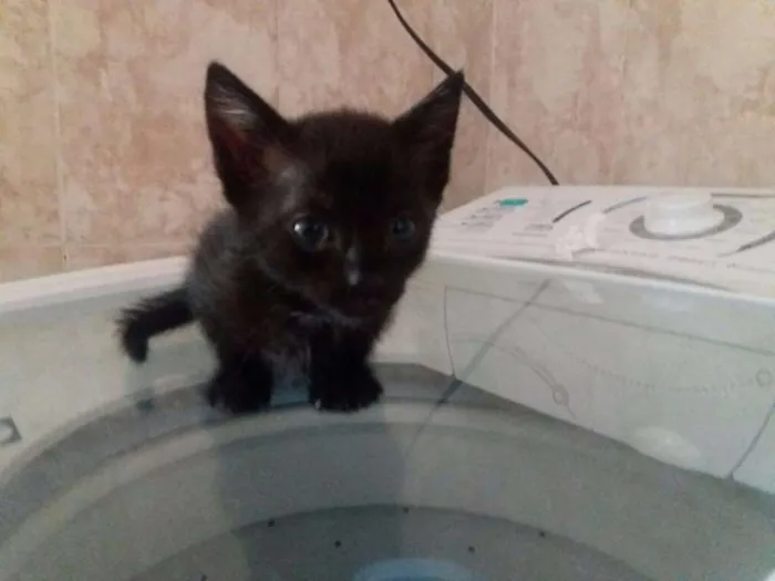 Gato ra a  idade Abaixo de 2 meses nome jad