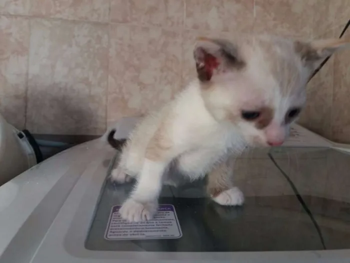 Gato ra a  idade Abaixo de 2 meses nome FILÓ