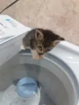 SURI
