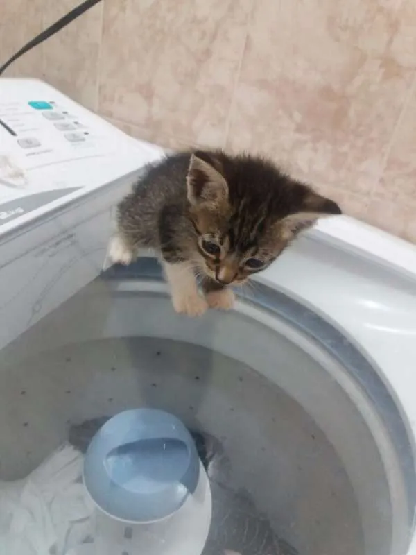 Gato ra a  idade Abaixo de 2 meses nome SURI