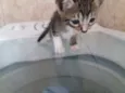 SURI
