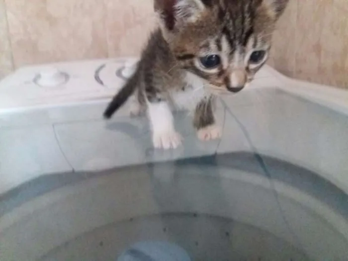 Gato ra a  idade Abaixo de 2 meses nome SURI