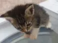 SURI