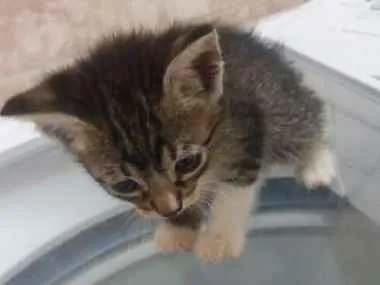 Gato ra a  idade Abaixo de 2 meses nome SURI