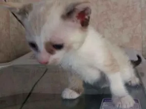 Gato raça  idade Abaixo de 2 meses nome FILÓ