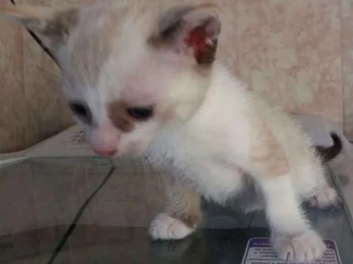 Gato ra a  idade Abaixo de 2 meses nome FILÓ