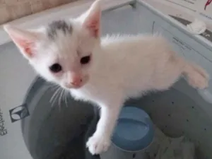 Gato raça  idade Abaixo de 2 meses nome jacó