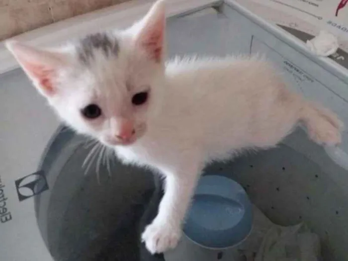 Gato ra a  idade Abaixo de 2 meses nome jacó