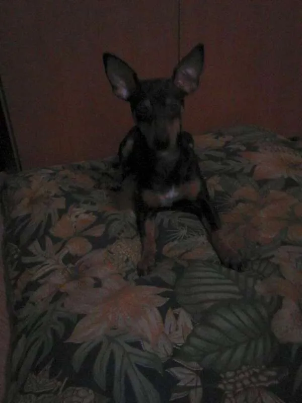 Cachorro raça pinsher idade 7 a 11 meses nome Vitória