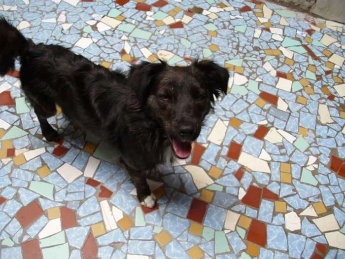 Cachorro ra a SRD idade 6 ou mais anos nome PRETINHO GRATIFICA