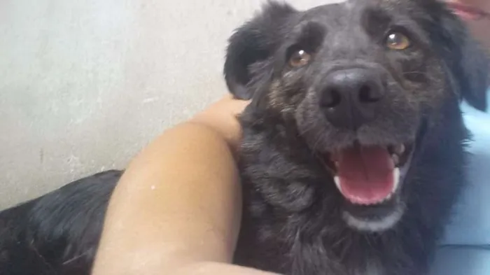 Cachorro ra a SRD idade 6 ou mais anos nome PRETINHO GRATIFICA