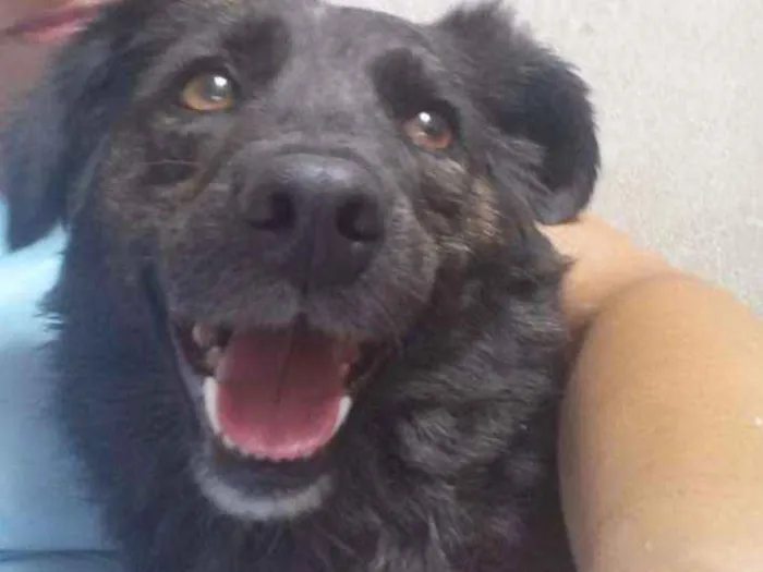 Cachorro ra a SRD idade 6 ou mais anos nome PRETINHO GRATIFICA