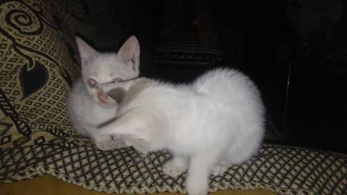 Gato raça SRD idade 2 a 6 meses nome Caetano e Bethânia
