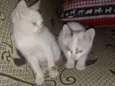 Caetano e Bethânia