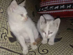 Gato raça SRD idade 2 a 6 meses nome Caetano e Bethânia