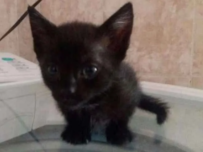 Gato ra a  idade Abaixo de 2 meses nome jad
