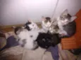 Os fofinhos