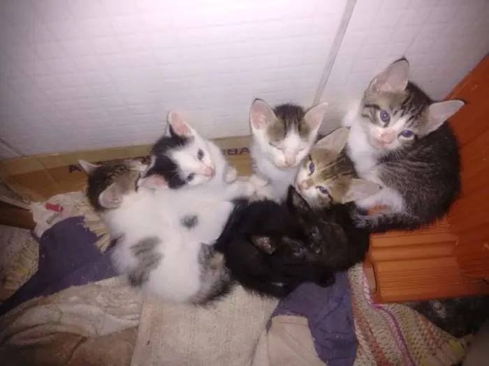 Gato raça Mestiço idade Abaixo de 2 meses nome Os fofinhos