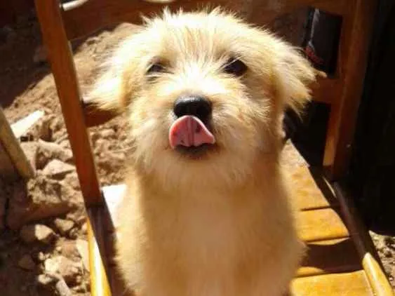 Cachorro ra a Poodle com chow chow  idade 2 a 6 meses nome Sem nome