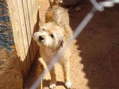 Cachorro ra a Poodle misturada  idade 3 anos nome Lessie