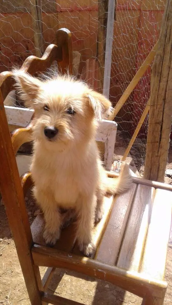 Cachorro ra a Poodle com chow chow  idade 2 a 6 meses nome Sem nome