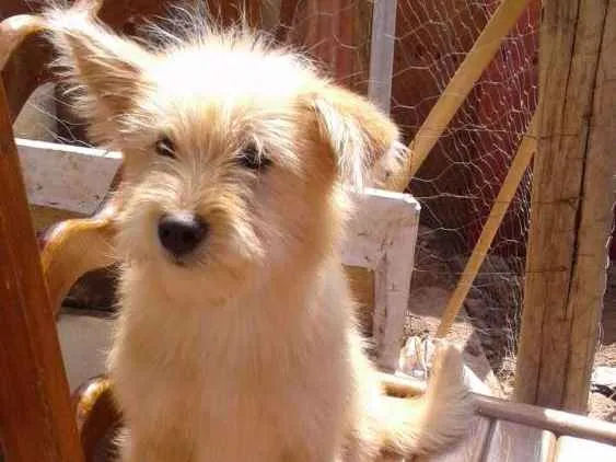 Cachorro ra a Poodle com chow chow  idade 2 a 6 meses nome Sem nome