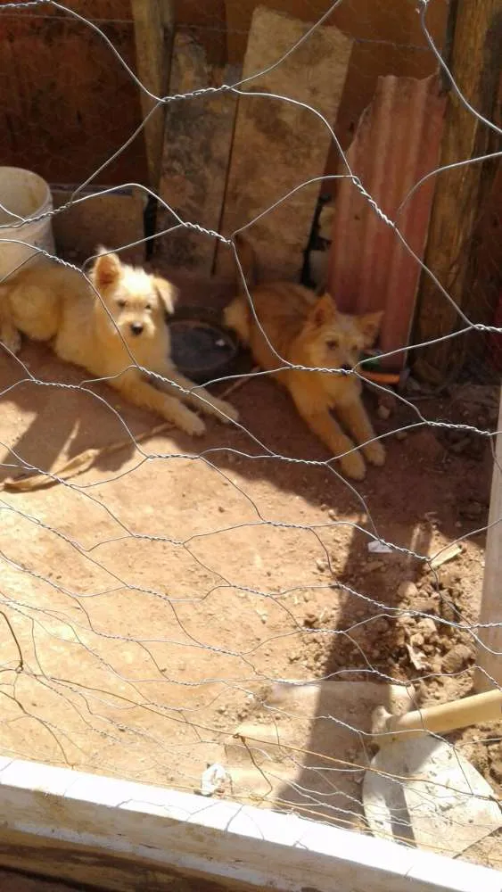 Cachorro ra a Poodle com chow chow  idade 2 a 6 meses nome Sem nome