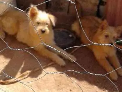 Cachorro ra a Poodle com chow chow  idade 2 a 6 meses nome Sem nome