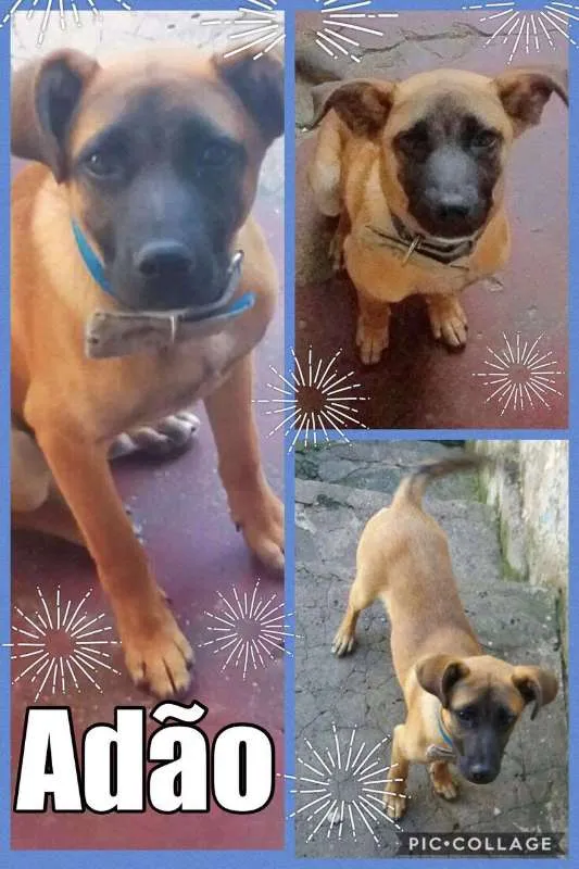 Cachorro ra a SRD idade 7 a 11 meses nome ADÃO!!!