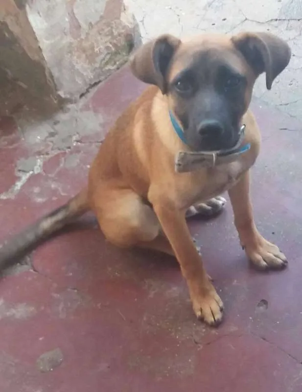 Cachorro ra a SRD idade 7 a 11 meses nome ADÃO!!!
