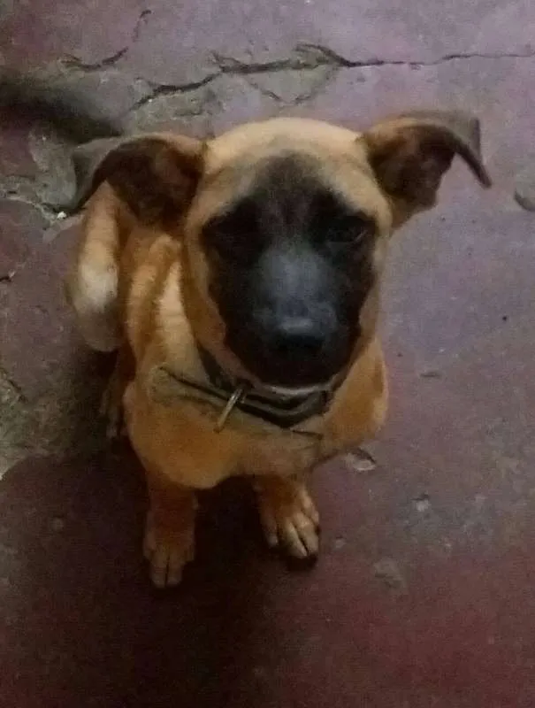 Cachorro ra a SRD idade 7 a 11 meses nome ADÃO!!!