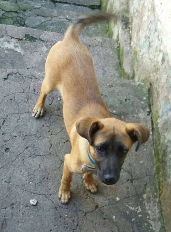Cachorro ra a SRD idade 7 a 11 meses nome ADÃO!!!