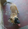 ADÃO!!!