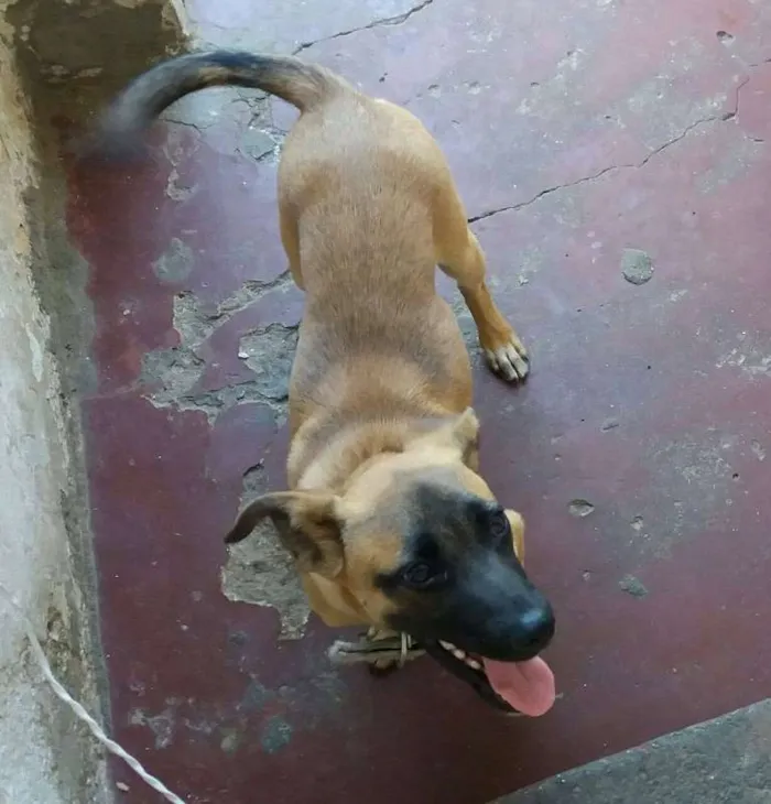 Cachorro ra a SRD idade 7 a 11 meses nome ADÃO!!!