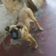 ADÃO!!!