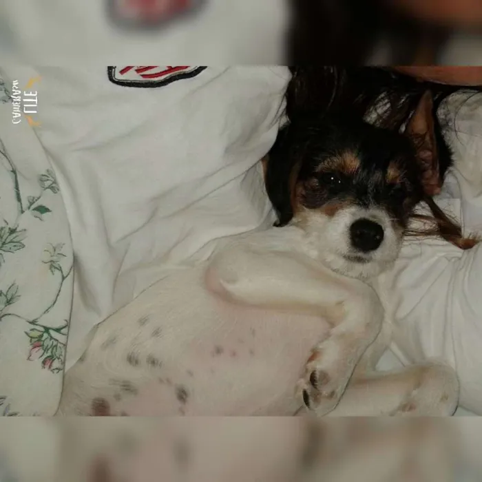 Cachorro ra a Nao sei raca dele masi nao e viralata idade 2 a 6 meses nome Lan