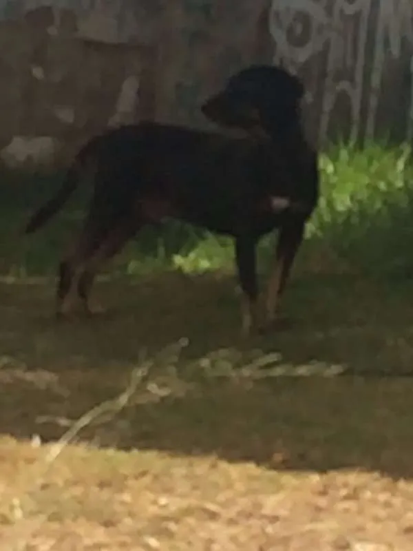 Cachorro ra a VIRA LATA idade 2 anos nome NEGÃO