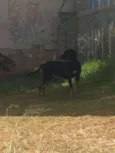 NEGÃO