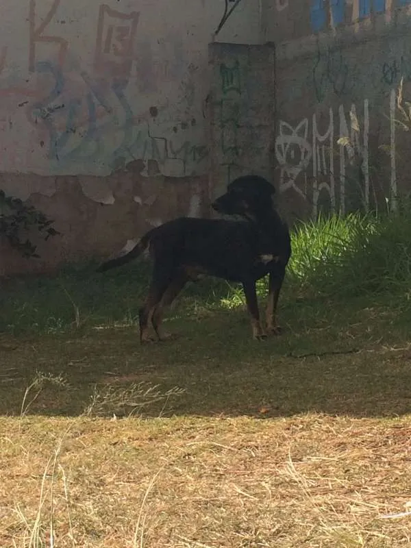 Cachorro ra a VIRA LATA idade 2 anos nome NEGÃO