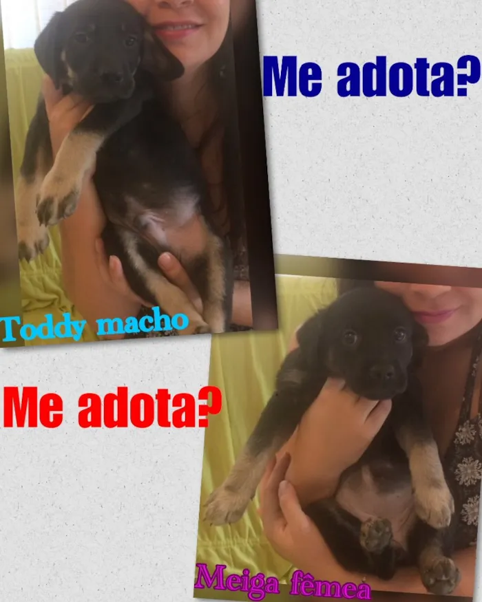 Cachorro ra a SRD idade Abaixo de 2 meses nome Filhotes