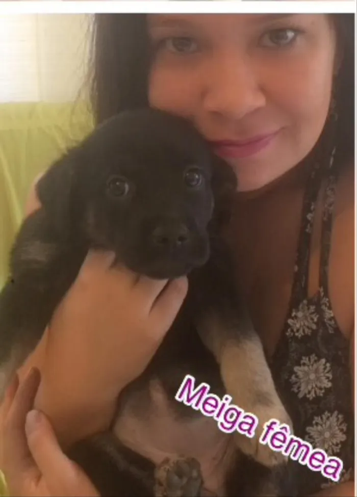 Cachorro ra a SRD idade Abaixo de 2 meses nome Filhotes