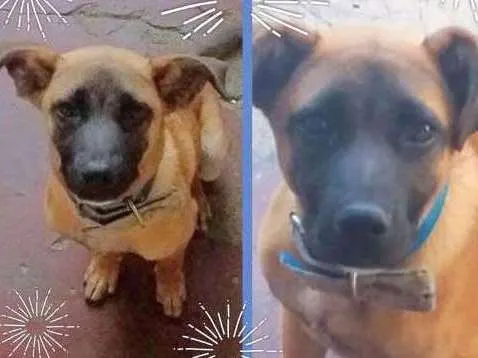 Cachorro ra a SRD idade 7 a 11 meses nome ADÃO!!!