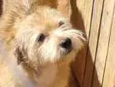 Cachorro ra a Poodle misturada  idade 3 anos nome Lessie
