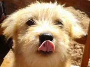 Cachorro raça Poodle com chow chow  idade 2 a 6 meses nome Sem nome