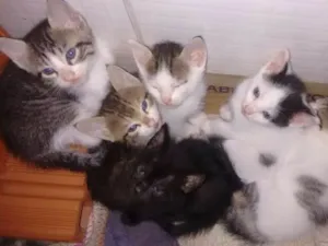 Gato raça Mestiço idade Abaixo de 2 meses nome Os fofinhos