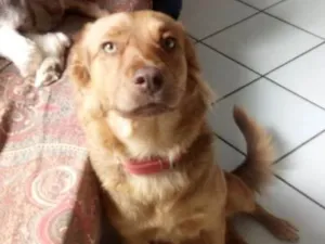 Cachorro raça Mistiça idade 7 a 11 meses nome Cristal
