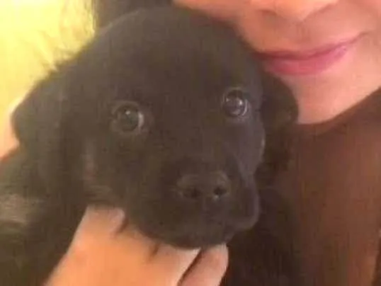 Cachorro ra a SRD idade Abaixo de 2 meses nome Filhotes