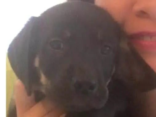 Cachorro ra a SRD idade Abaixo de 2 meses nome Filhotes